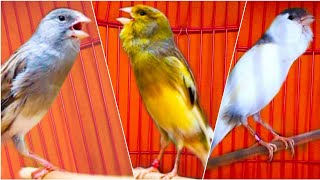 KENARI NGEROLL Merangsang KENARI Paud Agar CEPAT ngeriwik BEST CANARY Singging For Training