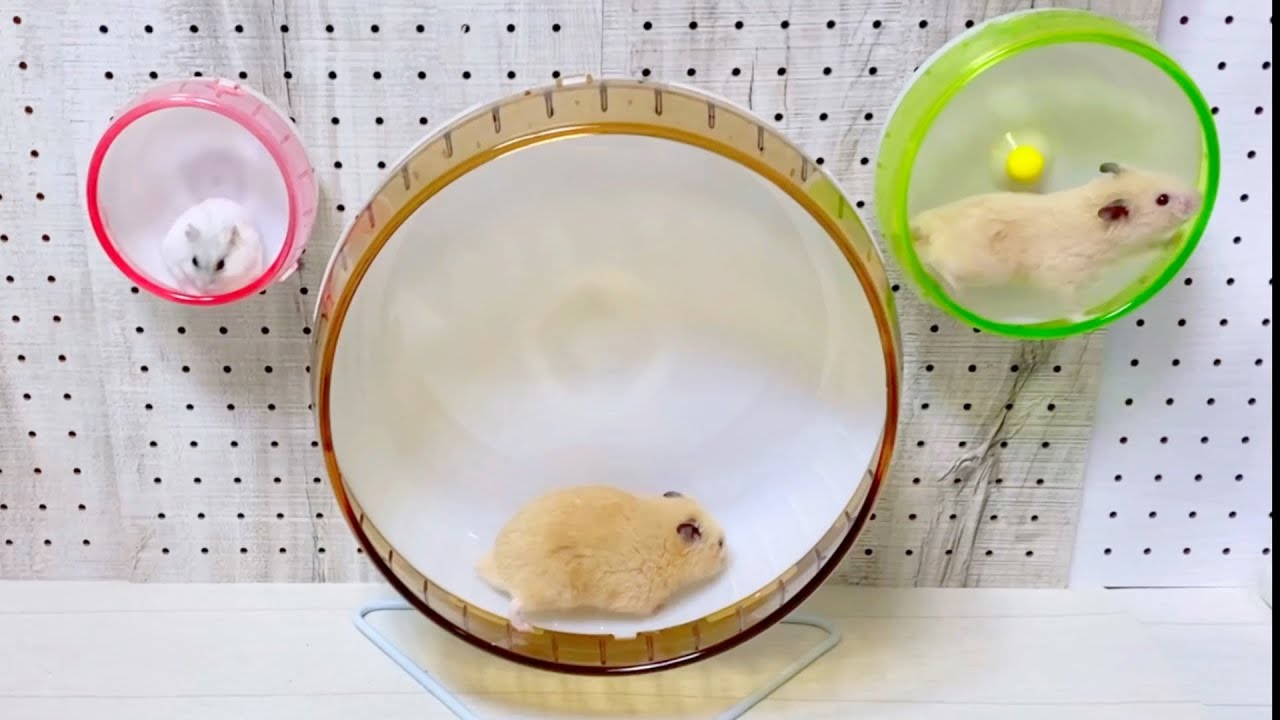 深夜のハムスター すると静かになる おもしろ可愛い動物 アニマルビデオ まとめ