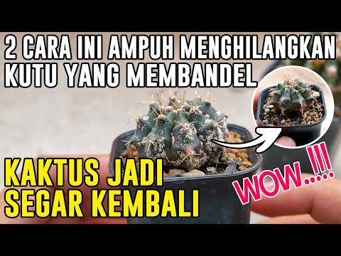 Video: Mengobati Virus Pada Tanaman Kaktus - Pelajari Tentang Virus Opuntia Sammons