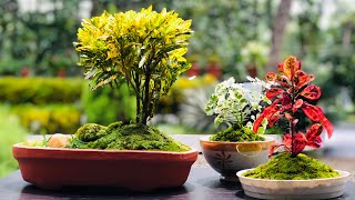 Miniature Moss Garden | മിനിയേചർ മൊസ്‌ ഗാർഡൻ