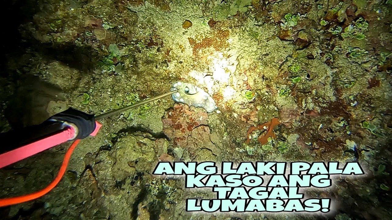 Pagsisid Salitan At Halos Kapusin Kami Sa Pagsisid Makuha Lang Ang Nilalang Na ...