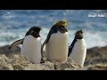 Interspecies Penguin Love? Macaroni x Rockhopper | Secrets of the Penguins | National Geographic