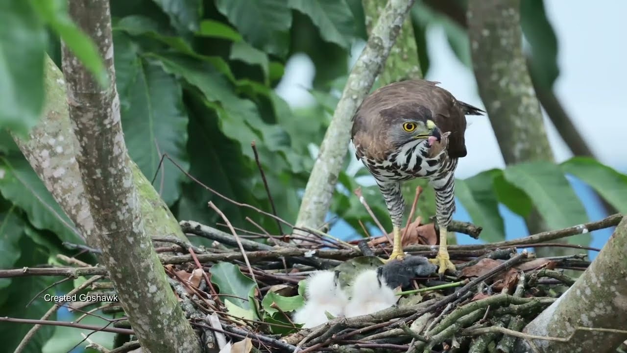 Crested Goshawk