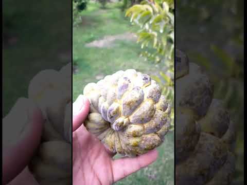 اكبر فاكهه القشطه من المزرعه