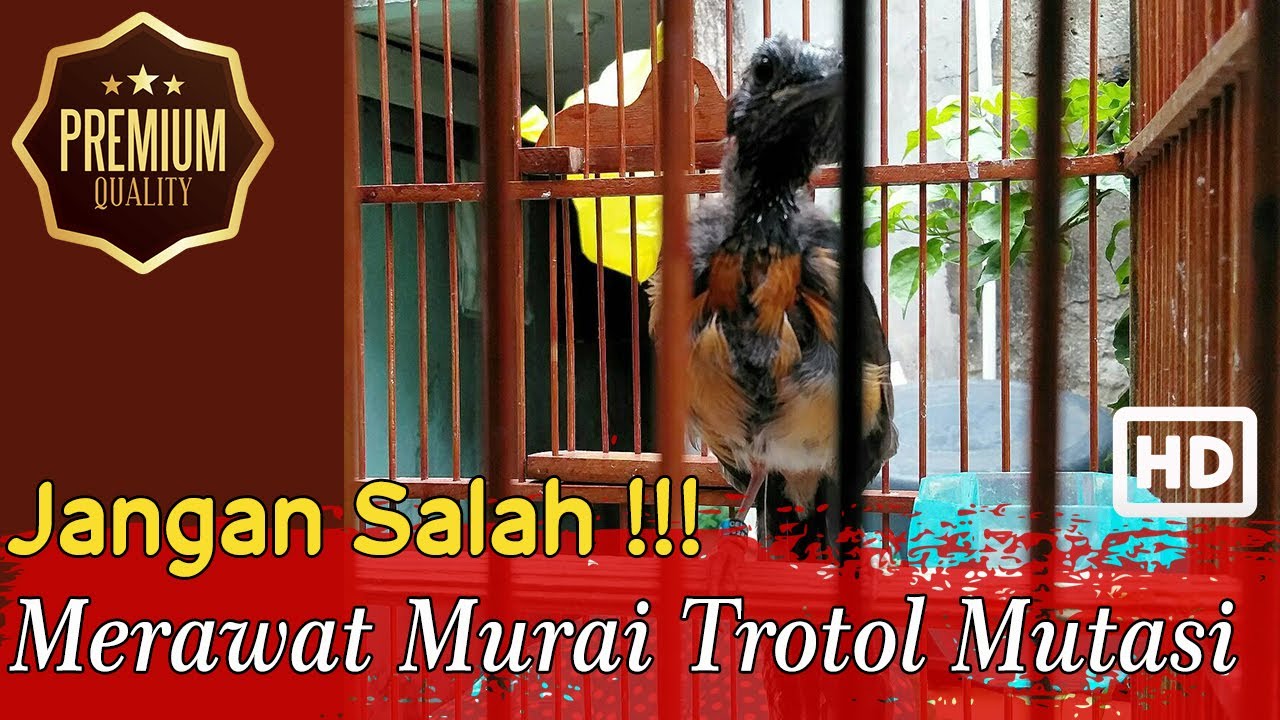 Jangan sampai keliru !!! Merawat Murai Trotol Mutasi