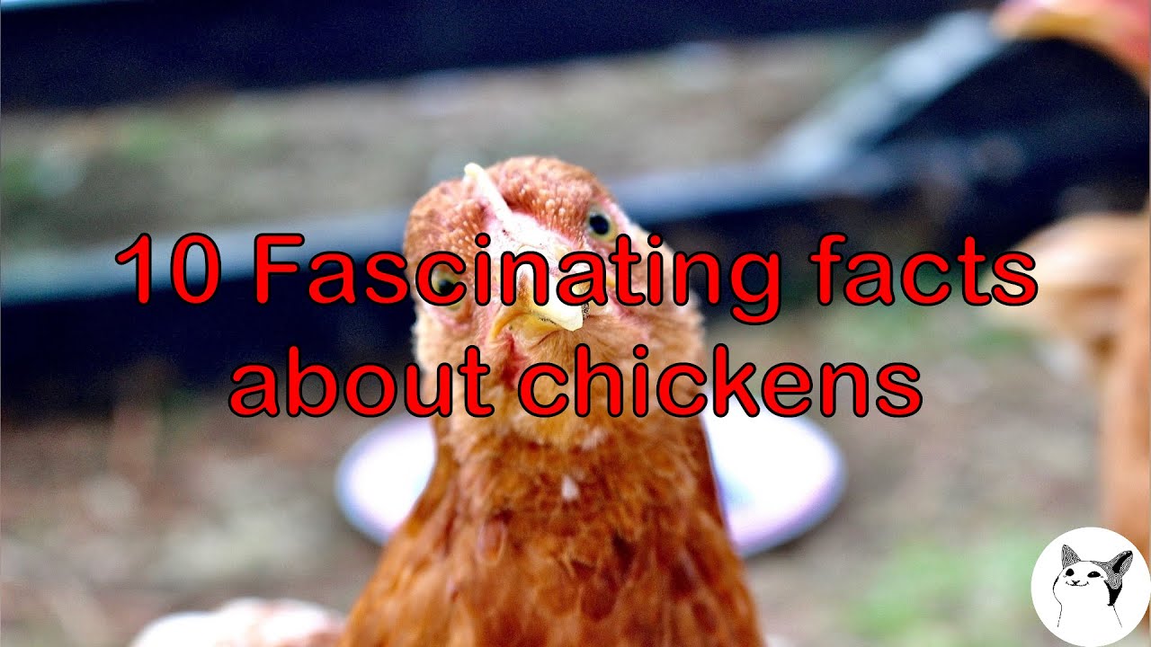 10 Fascinating facts about chickens! YouTube