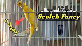 Mengenal Kenari Scotch Fancy (SF) Beserta Harganya