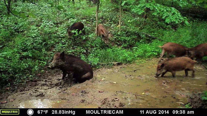 Feral Swine on Trail Cameras