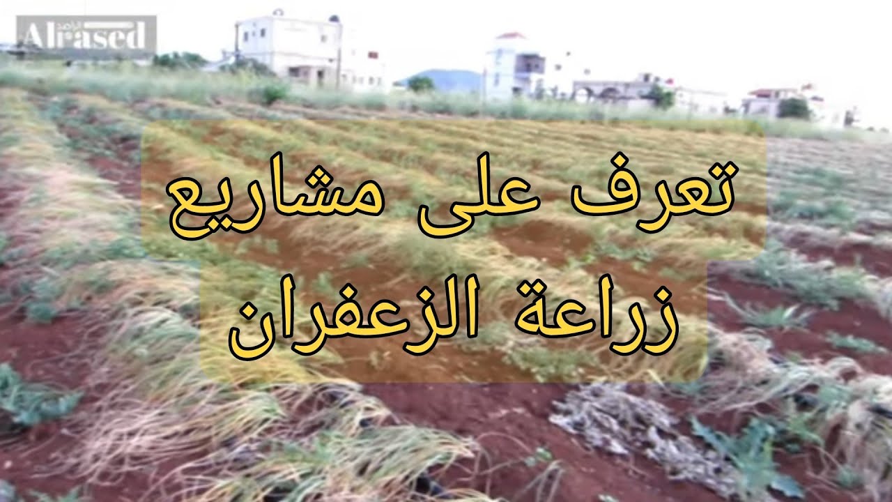 زراعة الزعفران في السويداء | لقاء مع المهندس وسيم صالحة