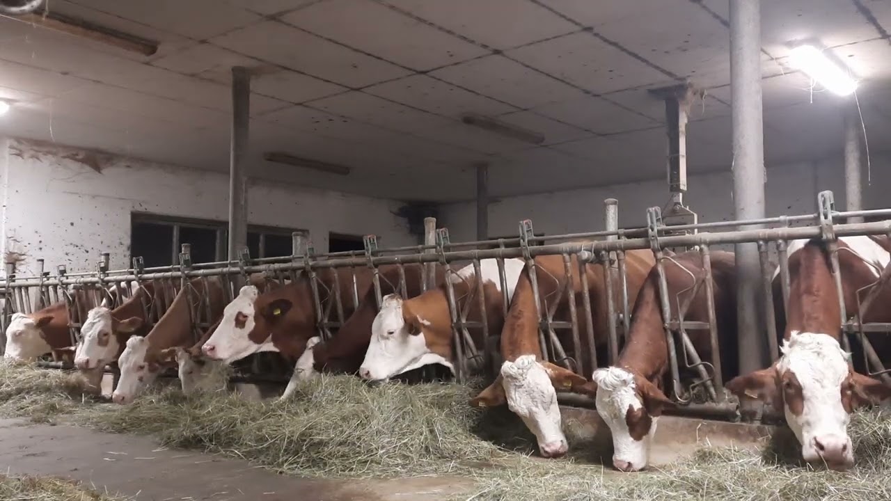 Willi und Leni.Landwirtschaftslied😒🐻🐺🐑🐐🐎🐖🐄🐃🥛🍶🥩🍗😪😪😪