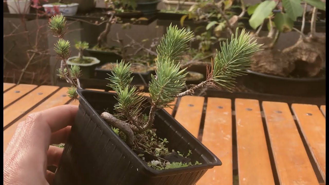 Piño Piñonero o Pinus Pinea. De semilla a colador para engorde.