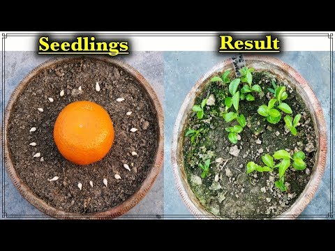 How To Grow Orange Trees From Seeds - The EASY and Free Way ll संतरे का पौधा उगने का आसान तरीका