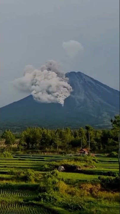 Erupsi gunung Semeru wedus gembel‼️🤲🥺 #Shorts #Viral