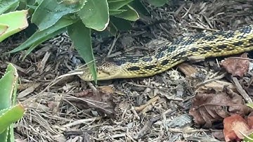 Gopher snake. Harmless and beautiful. Do not hurt them. They stop the vermin.