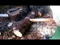 Как сделать колот для добычи кедрового ореха шишки  Кедровый орех  Шишка  Кедрач  Сибирь  Тайга