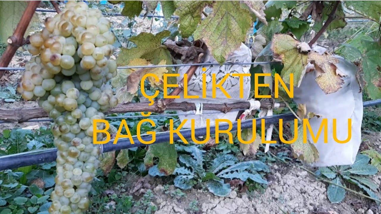 ÇELİKTEN BAĞ KURULUMU ( 2.senesinde 2 ton üzüm )