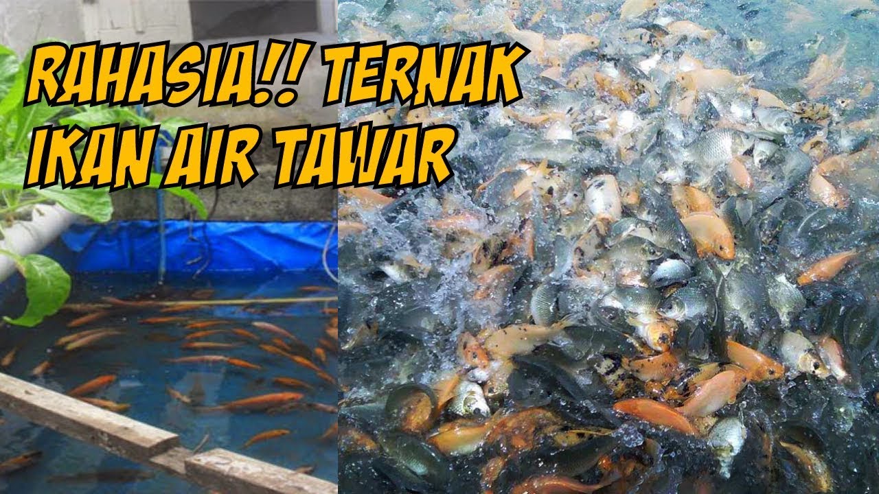  Budidaya  Ikan Air  Tawar  Paling Menguntungkan 