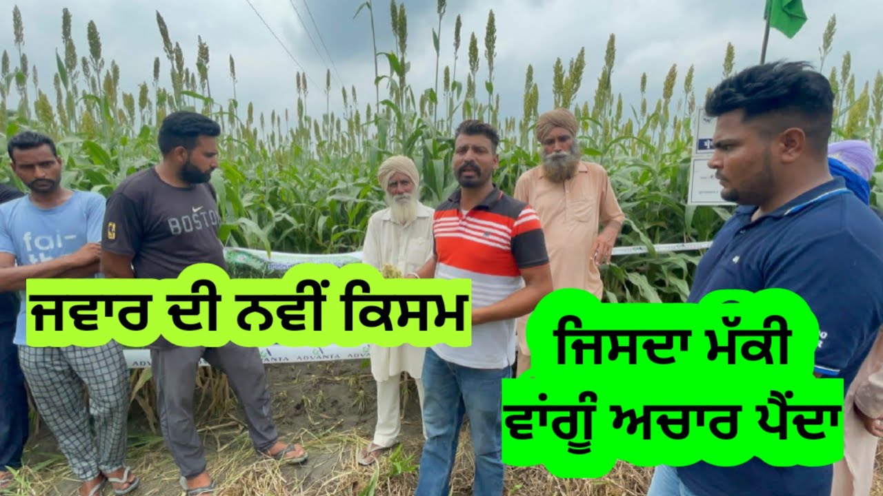 ਪਸ਼ੂਆਂ ਦੇ ਚਾਰੇ ਲਈ ਜਵਾਰ ਦੀ ਨਵੀਂ ਕਿਸਮ ਬਹੁਤ ਵਦੀਆ ਜਿਸਦਾ ਮੱਕੀ ਵਾਂਗੂੰ ਅਚਾਰ ਵੀ ਪੈਂਦਾ।