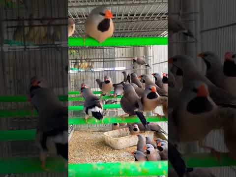 نوع اخر من الفنشات وهم الي يعرف اسمة يكتب بالتعليقات لاتنسوا المتابعة