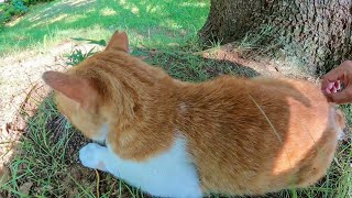 木陰で休む野良猫の背中に着いたひっつき虫を取る
