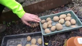 Ant’s allotment: Pentland Javelin potatoes