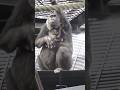 Baby Gorilla in His Mother GENKI’s Arms 🦍
