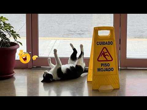 Funny Cat Caught Making a Scene 🤪😹 Funniest Cats Video 2026