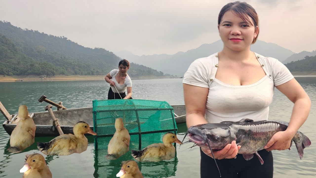 Summary of many videos of mountain girls living on fishing lakes and duck raising.