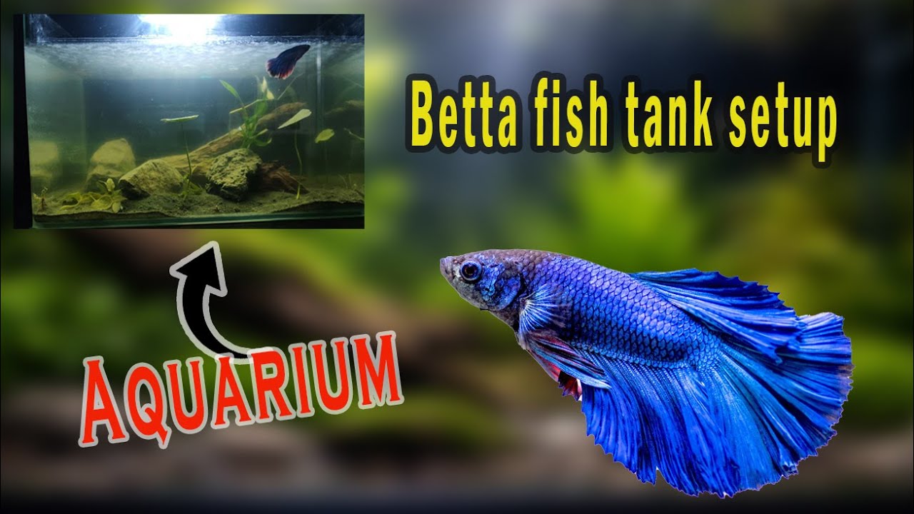 Betta Paradise Tank Setup for Beginner Clean, Calm, Beautiful (Aquarium)