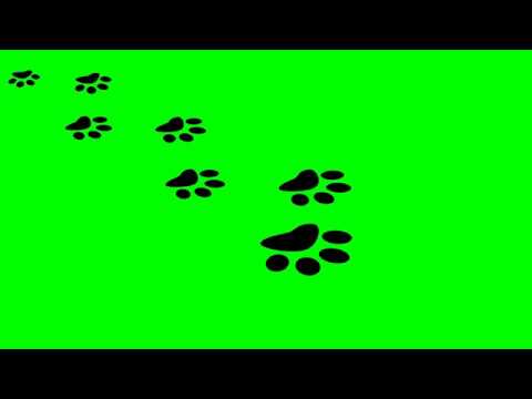 Patas de gato vindo croma key