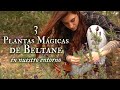 🌼3 PLANTAS MÁGICAS CERCANAS para celebrar las FIESTAS DE MAYO🌻