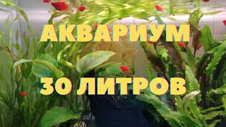 30 литровый аквариум | Пересадила валлиснерию | Красные пецилии