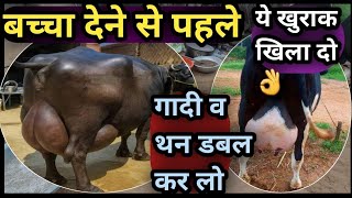 बच्चा देने से पहले गाय भैंस को यह खुराक खिला दो👌गादी व थन डबल कर लो👍Udder gaadi levti Bada lo