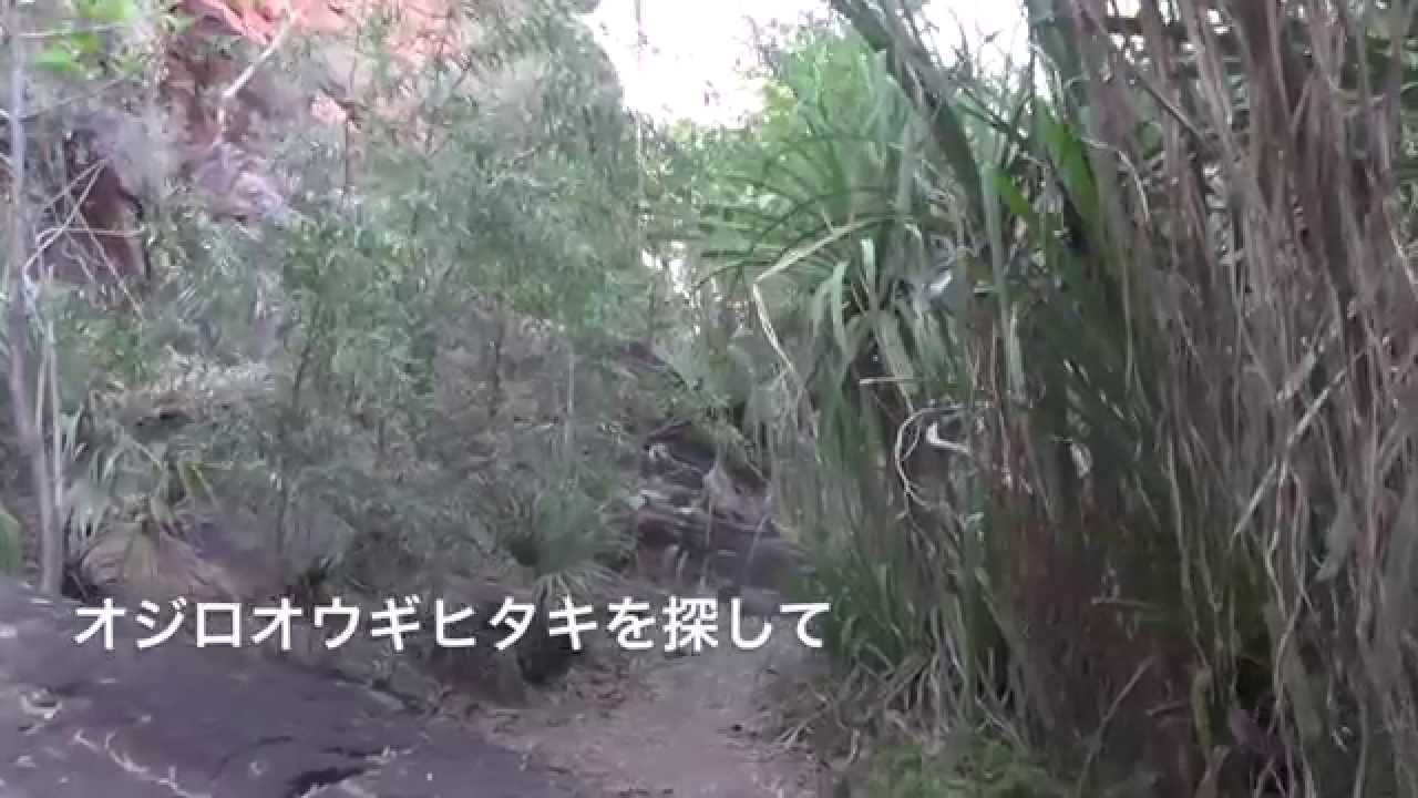 オジロオウギヒタキのさえずり【AAK Nature Watch】