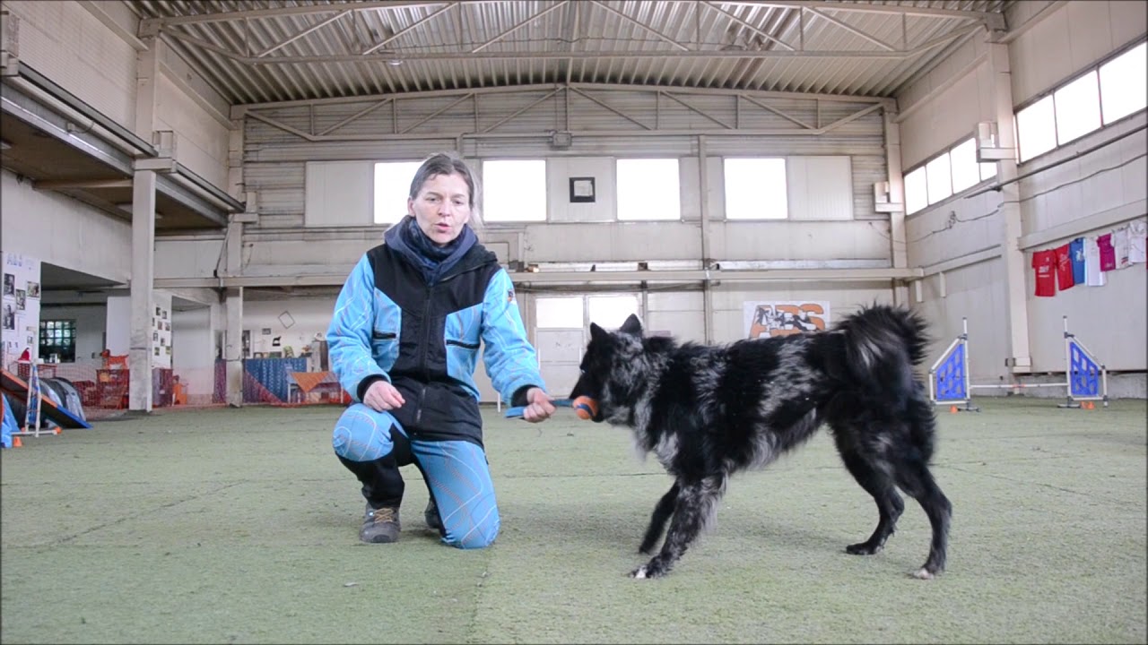 Doma se psem, Agility 1 - Levá x pravá, 1. část