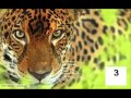 FG Tercera Parte de El Tigre de Payara - Francisco Montoya