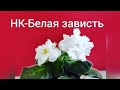 19.11.20.ФИАЛКА НК-Белая зависть детки.. И как поживают сеянцы ГЛОКСИНИЙ..