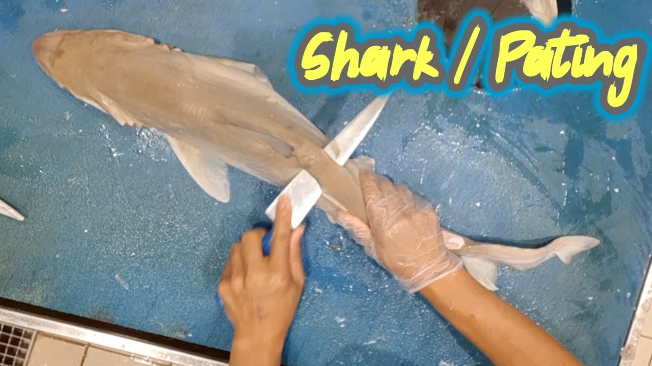 Shark / Pating - YouTube