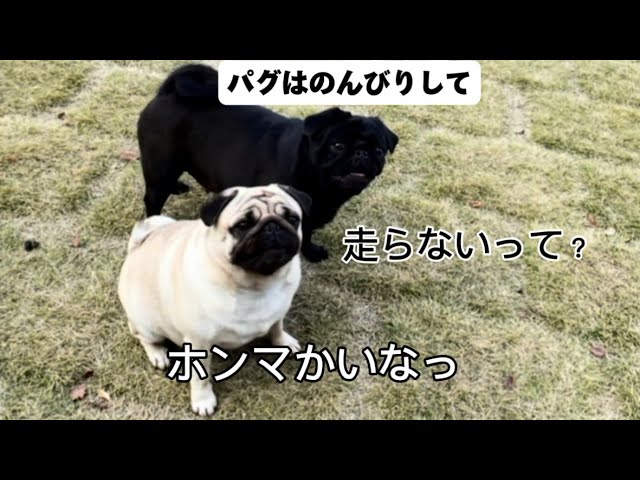 パグって走らないの？パグの日常 - YouTube
