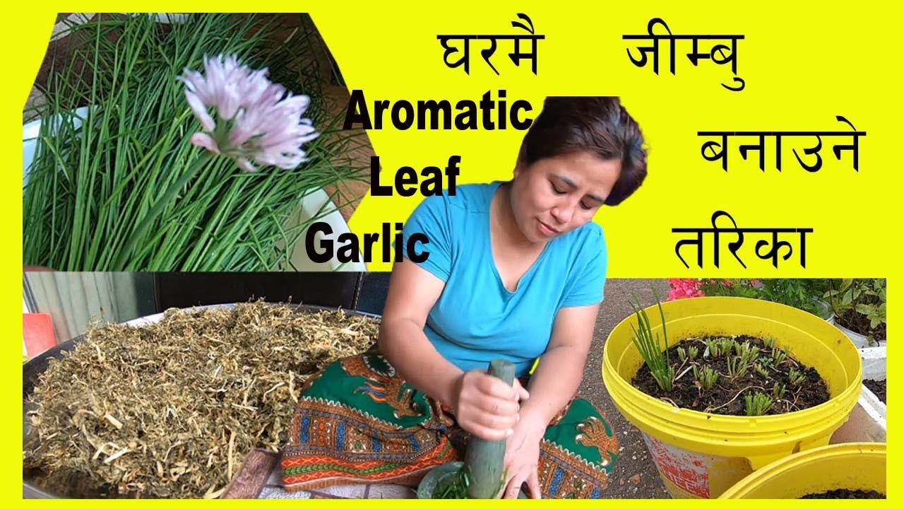 How To Make Jimbu घर मै जिम्बू बनाउने तरीका aromatic leaf garlic