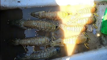 Mùa Tôm Tích Hệ Kiếm Tiền Triệu Khi Nước Rút Cạn/Đat Nguyễn Cần Giờ 