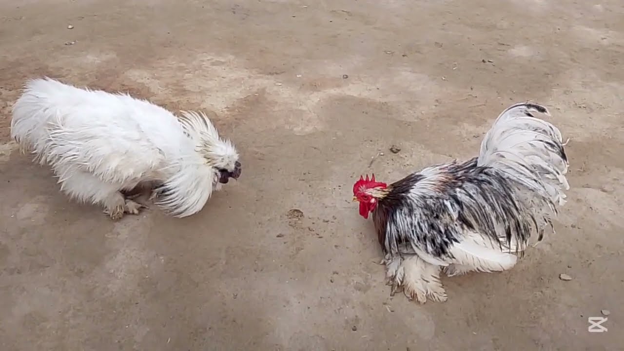 Silkie vs Pekin | Roosters Crowing sounds | Which Sounds Better? 