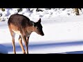 Winter Walk - Fallow Deer on the frozen lake