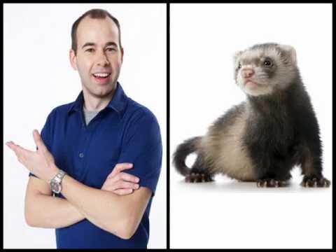murr is a ferret youtube murr is a ferret youtube
