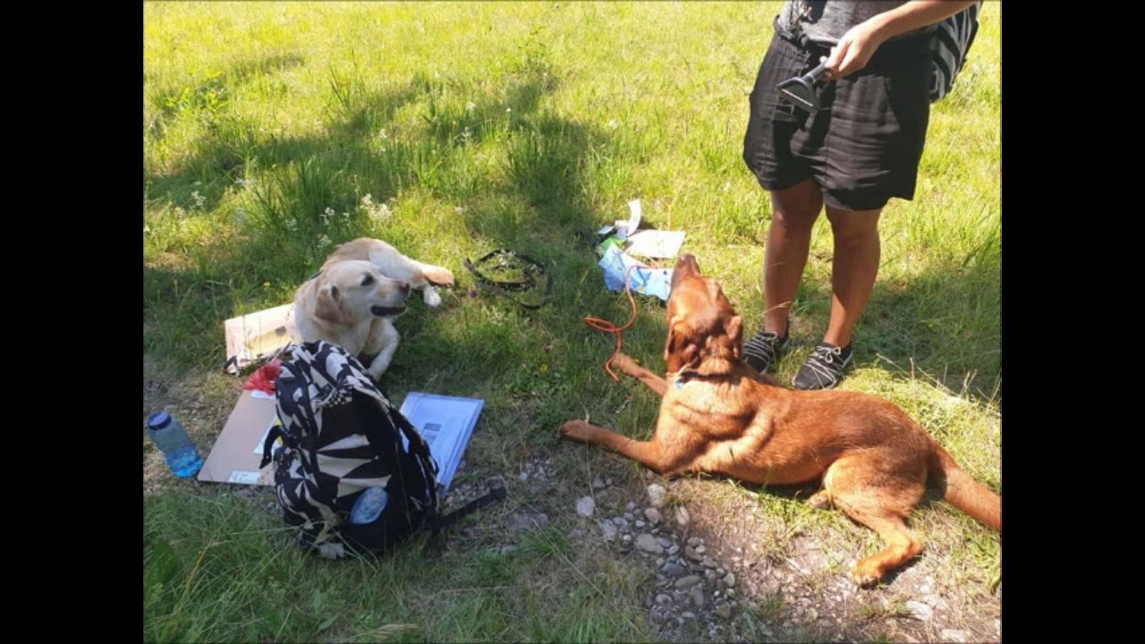 Krimiwanderung mit Hund Maibockjagd YouTube