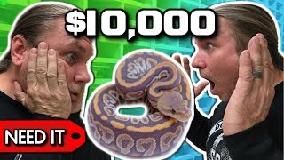 $10 SNAKE VS $10,000 SNAKE : | BRIAN BARCZYK