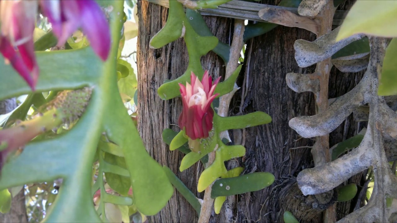 Fishbone Cactus Flower Opening 