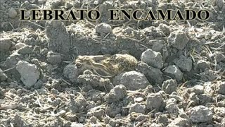 LIEBRE  JOVEN  O  LEBRATO  ENCAMADO