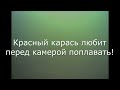 Нашел карпа, карася и амура во всей красе! Подводная съемка. Зима 2022г.