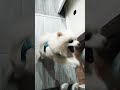 #шпиц #померанскийшпиц #собаки #pomeranian #собака